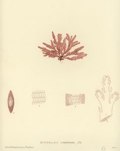 Algues britanniques - English School